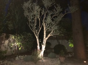 Montelimar - Olive Tree at night